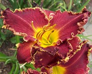 �������� SPACECOAST THORNY DEVIL