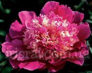 Paeonia Spiffy