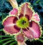 ��������  " SPINEFELD"