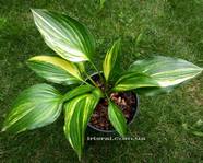 Hosta " Splashed Leather "