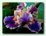 Spooky (�����)