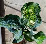 Hosta "Spring Love "