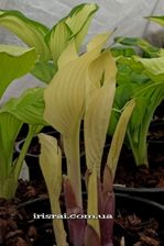 Hosta ' Spring Ghost '