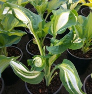 Hosta 'Shooting Star'