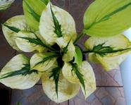 Hosta " Stitch Genes"