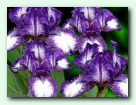 Starbaby (��������)