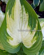 Hosta " Star Wars "