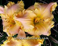 ��������  " STARDUST MEMORIES " 