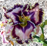 ��������  " STARRY STARRY NIGHT " 