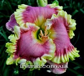 ��������  " STAYING ALIVE "