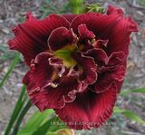 Stellar Double Rose (������� ���� ����)