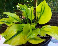 Hosta " Stitch in Time"