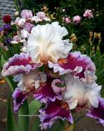 ���� Strawberry Freeze