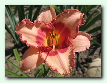 Strawberry Fields Forever (���������� ����� ������)