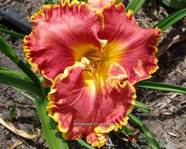 ��������  "SUMMER SALSA"