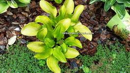 Hosta Sun Mouse