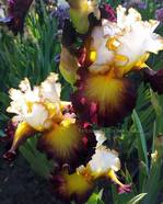 ���� Super Hero