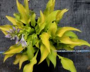 Hosta 'Surfing Mouse"