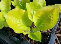 Hosta ' Susanna '