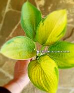 Hosta ' Silver Sheen '
