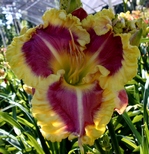 ��������  " SWEET COTTON CANDY "