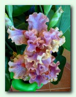 Synergy (�������)