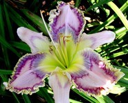 ��������  " TATSIANA'S DAY "