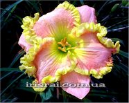 ��������  " THAT THING YOU DO " 