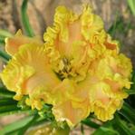 �������� THE FOURTH ANGEL