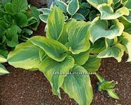 Hosta " THE KING"
