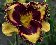 �������� THE DOMINATOR 