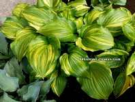 Hosta "The Sweetest Thing"