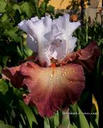 ���� "Tantalizing"