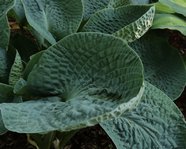 Hosta 'Taurus'
