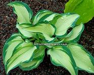 Hosta 'Teacher's Pride'