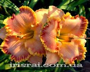 ��������  " TEQUILA SUNSET" 