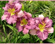 Texas Feathered Fancy