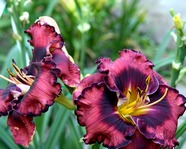 �������� The Band Played On