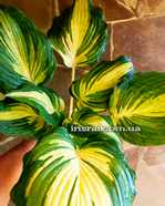 Hosta " The Queen " 