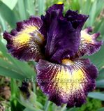 ���� TOMFOOLERY