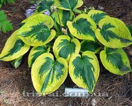Hosta  "Tootie Mae" 