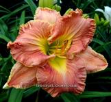 ��������  " TROPICAL TRAILS "