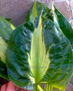 Hosta "Twister"