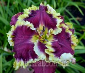 ��������  " TWO STEPS FORWARD " 