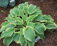 Hosta "Unbridled Passion"