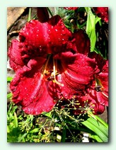 Utopia of Oblivion (������ �� ��������)