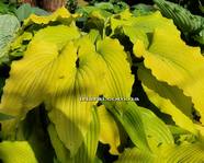Hosta ' Valley's Lemon Limbo '