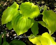 Hosta " Valley's Lemon Squash" 