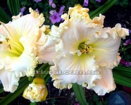 �������� VOILA FRANCOIS1