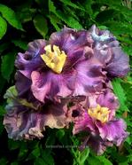 ���� VOULEZ-VOUS 